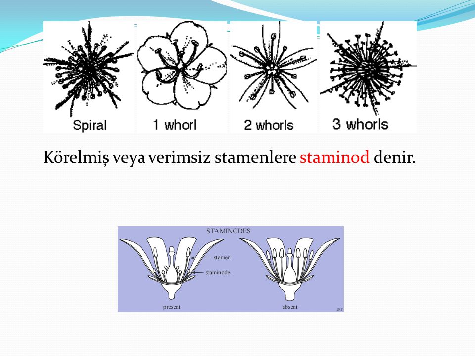 Körelmiş veya verimsiz stamenlere staminod denir.