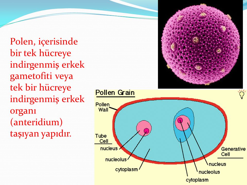 Polen, içerisinde bir tek hücreye indirgenmiş erkek gametofiti veya tek bir hücreye indirgenmiş erkek organı (anteridium) taşıyan yapıdır.