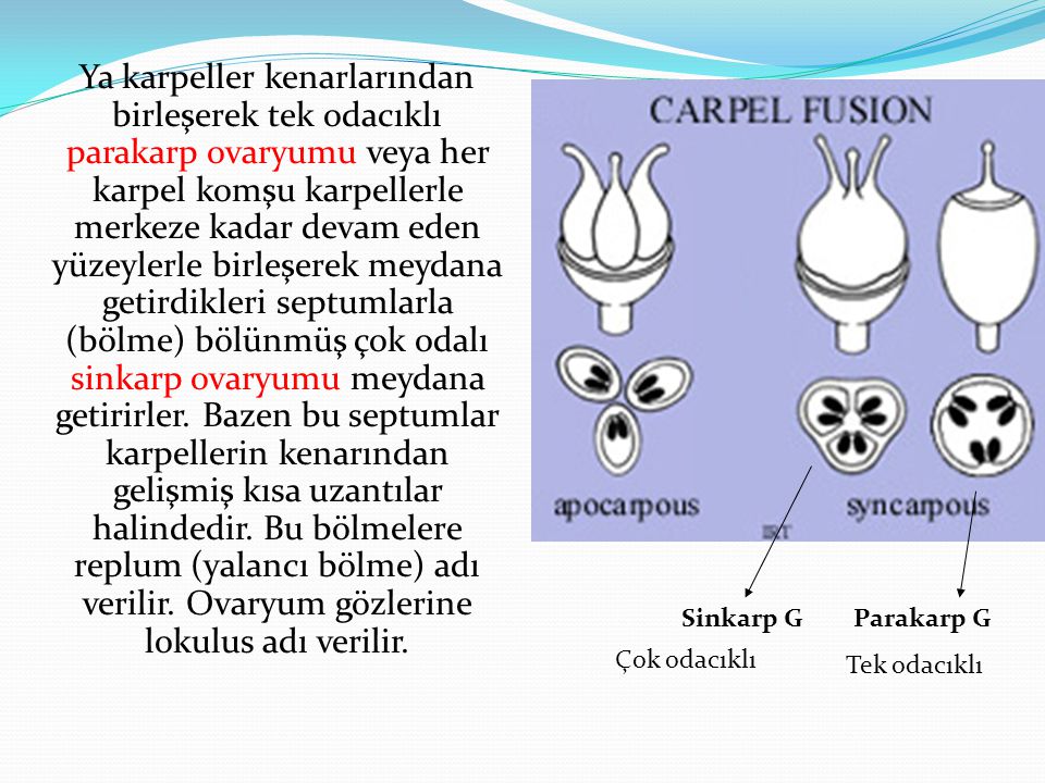 Ya karpeller kenarlarından birleşerek tek odacıklı parakarp ovaryumu veya her karpel komşu karpellerle merkeze kadar devam eden yüzeylerle birleşerek meydana getirdikleri septumlarla (bölme) bölünmüş çok odalı sinkarp ovaryumu meydana getirirler. Bazen bu septumlar karpellerin kenarından gelişmiş kısa uzantılar halindedir. Bu bölmelere replum (yalancı bölme) adı verilir. Ovaryum gözlerine lokulus adı verilir.