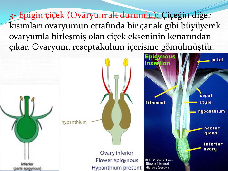 3- Epigin çiçek (Ovaryum alt durumlu): Çiçeğin diğer kısımları ovaryumun etrafında bir çanak gibi büyüyerek ovaryumla birleşmiş olan çiçek ekseninin kenarından çıkar.