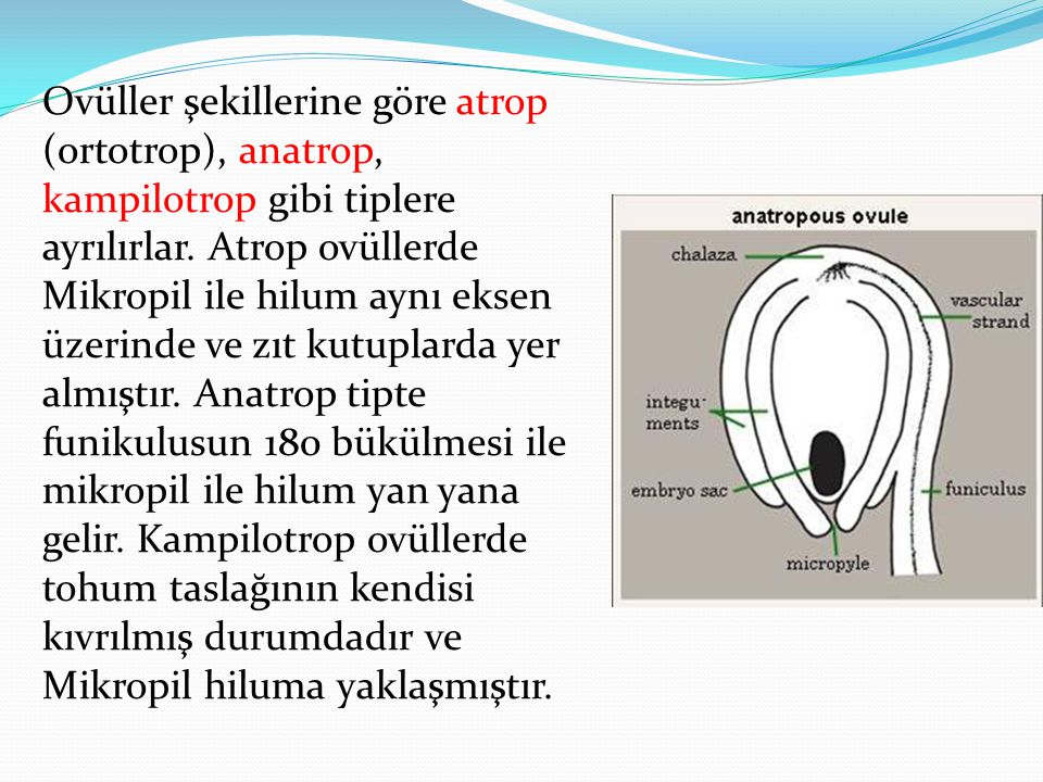 Ovüller şekillerine göre atrop (ortotrop), anatrop, kampilotrop gibi tiplere ayrılırlar.