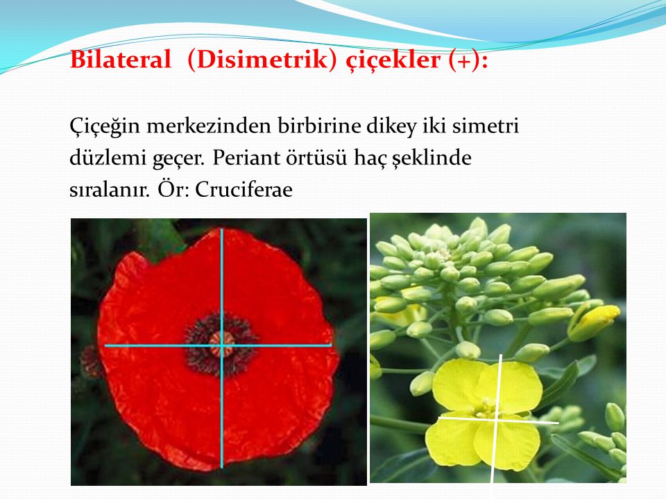 Bilateral (Disimetrik) çiçekler (+):
