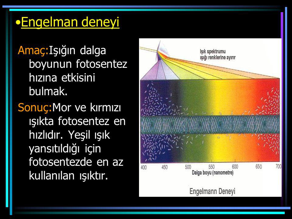Engelman deneyi Amaç:Işığın dalga boyunun fotosentez hızına etkisini bulmak.