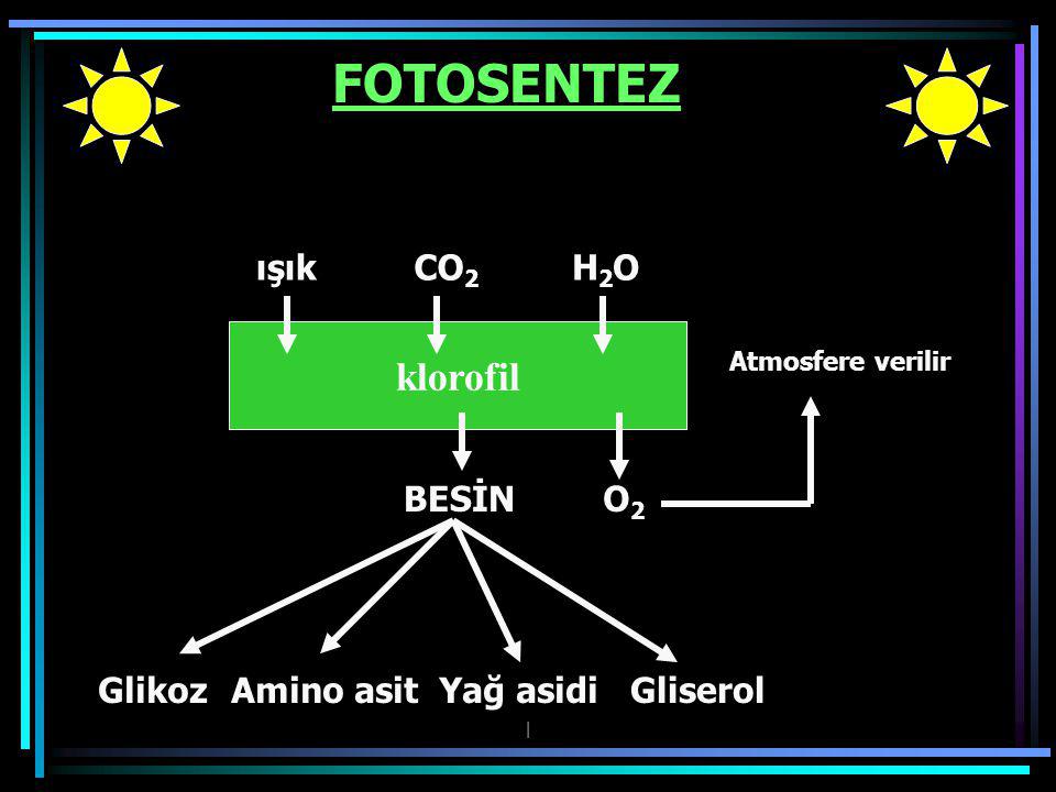 FOTOSENTEZ klorofil ışık CO2 H2O BESİN O2 Glikoz Amino asit Yağ asidi