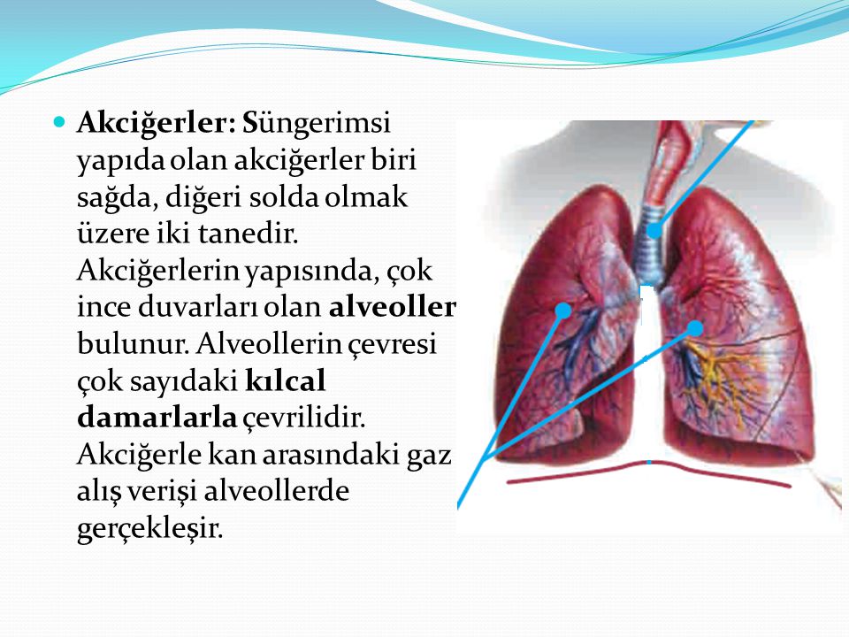 Akciğerler: Süngerimsi yapıda olan akciğerler biri sağda, diğeri solda olmak üzere iki tanedir.