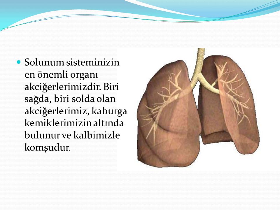 Solunum sisteminizin en önemli organı akciğerlerimizdir