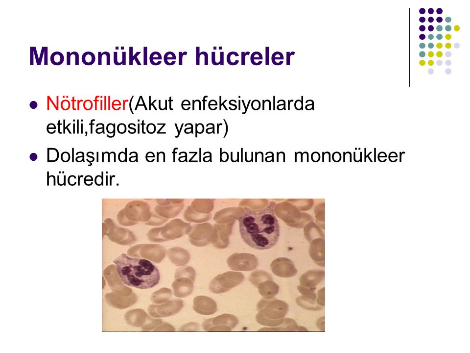 Mononükleer hücreler Nötrofiller(Akut enfeksiyonlarda etkili,fagositoz yapar) Dolaşımda en fazla bulunan mononükleer hücredir.
