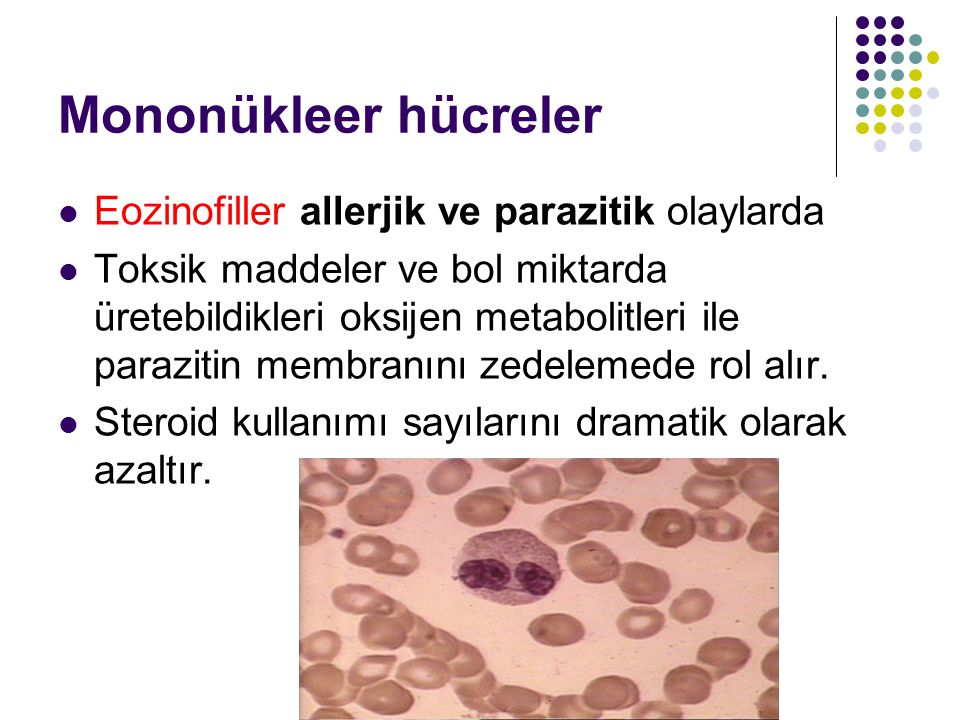 Mononükleer hücreler Eozinofiller allerjik ve parazitik olaylarda