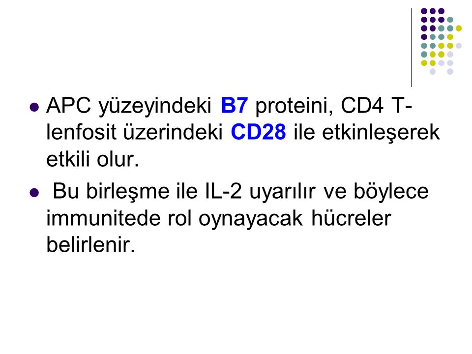 APC yüzeyindeki B7 proteini, CD4 T-lenfosit üzerindeki CD28 ile etkinleşerek etkili olur.