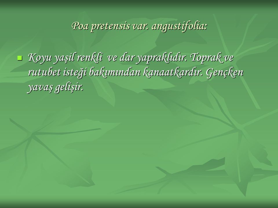 Poa pretensis var. angustifolia: