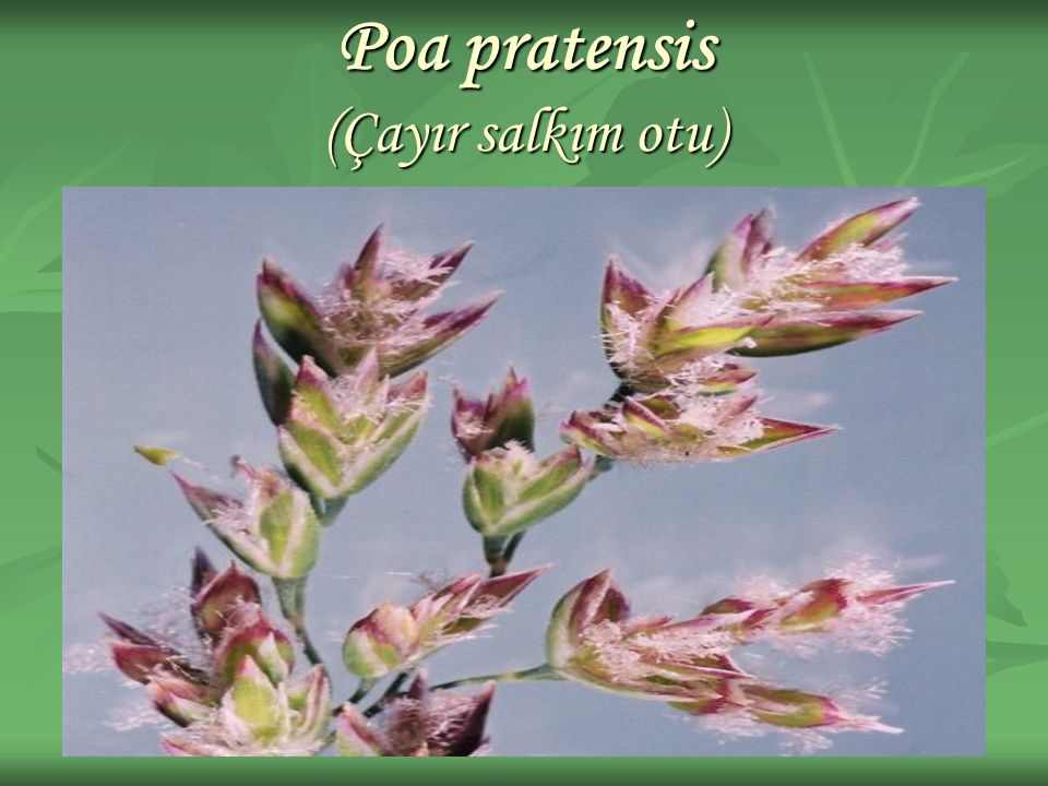 Poa pratensis (Çayır salkım otu)