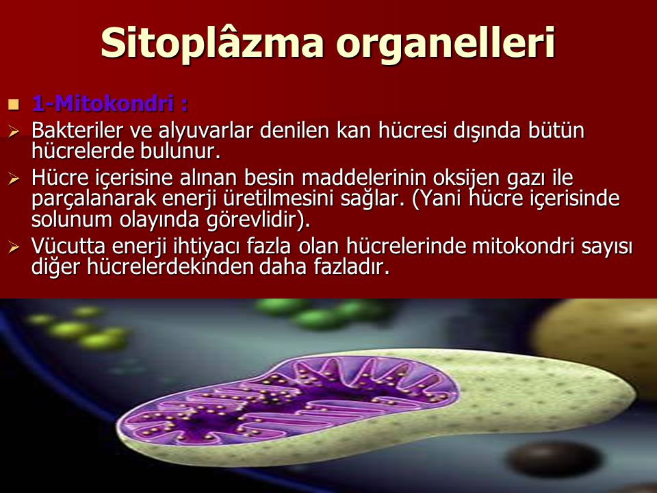 Sitoplâzma organelleri
