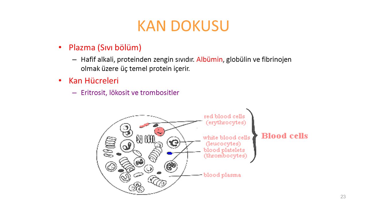 KAN DOKUSU Plazma (Sıvı bölüm) Kan Hücreleri