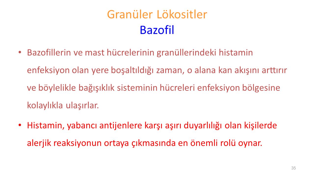 Granüler Lökositler Bazofil