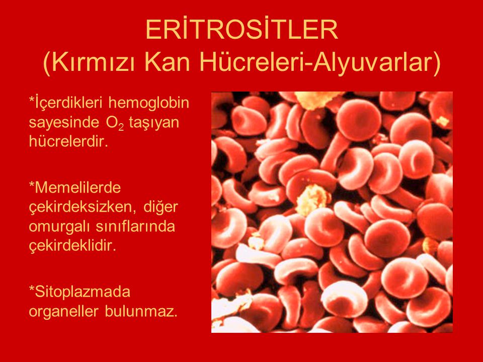 ERİTROSİTLER (Kırmızı Kan Hücreleri-Alyuvarlar)