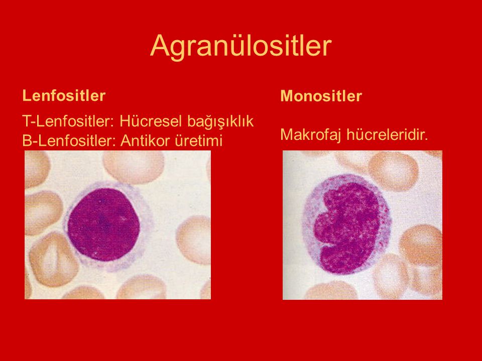 Agranülositler Lenfositler Monositler Makrofaj hücreleridir.