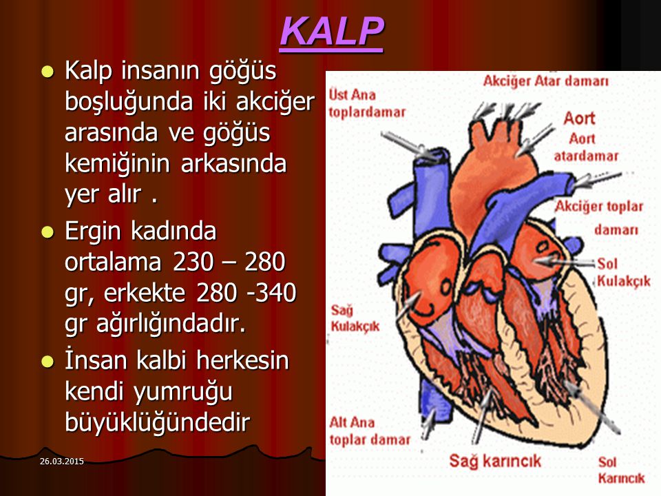 KALP Kalp insanın göğüs boşluğunda iki akciğer arasında ve göğüs kemiğinin arkasında yer alır .