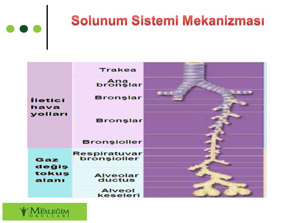 Solunum Sistemi Mekanizması