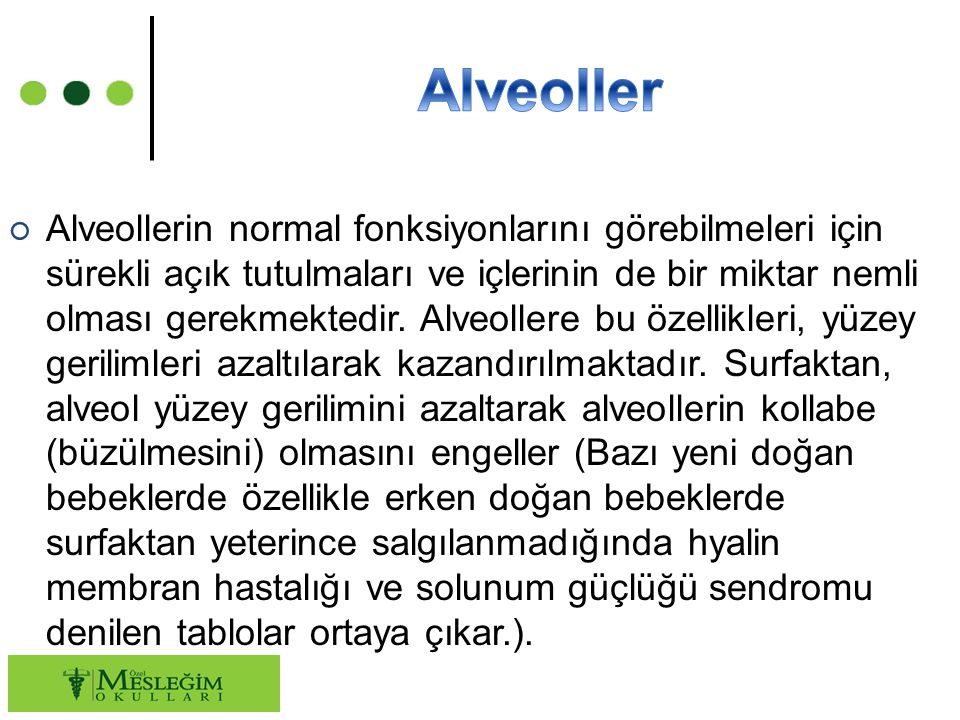 Alveoller