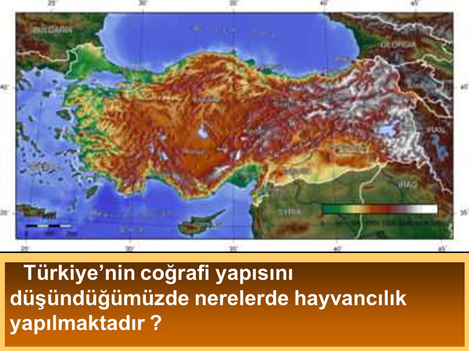 Türkiye’nin coğrafi yapısını düşündüğümüzde nerelerde hayvancılık yapılmaktadır
