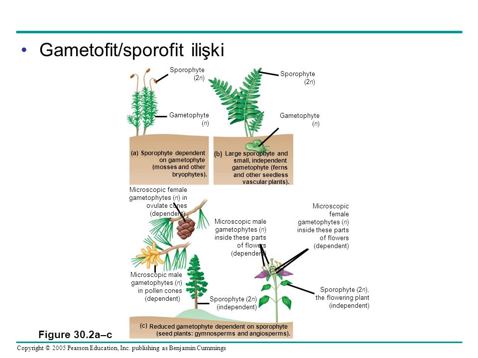 Описание гаметофита. Жизненный цикл голосеменных растений. Спорофит голосеменных. Цикл гаметофита голосеменных. Жизненный цикл голосеменных схема.