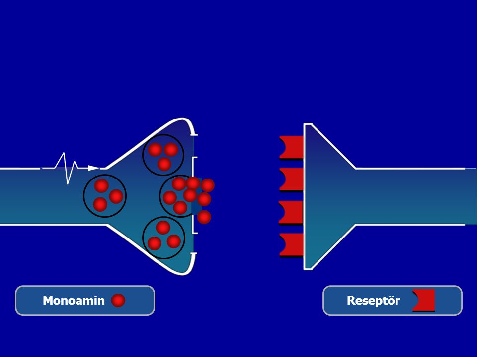 Monoamin Reseptör