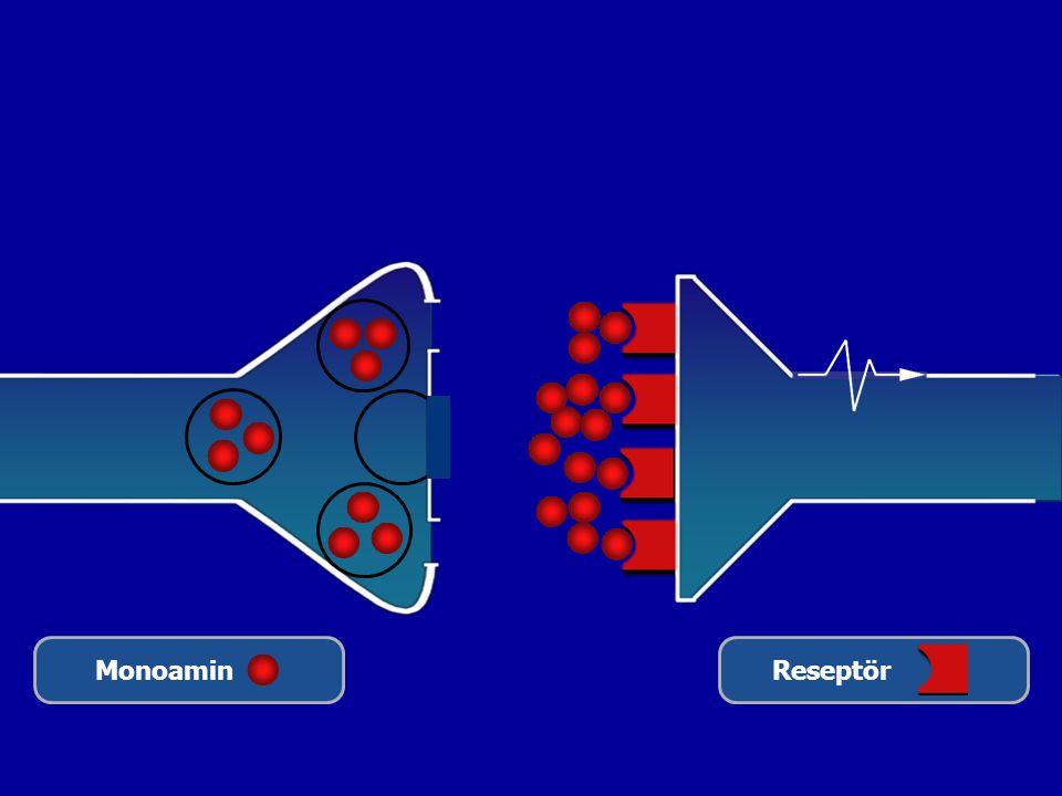 Monoamin Reseptör