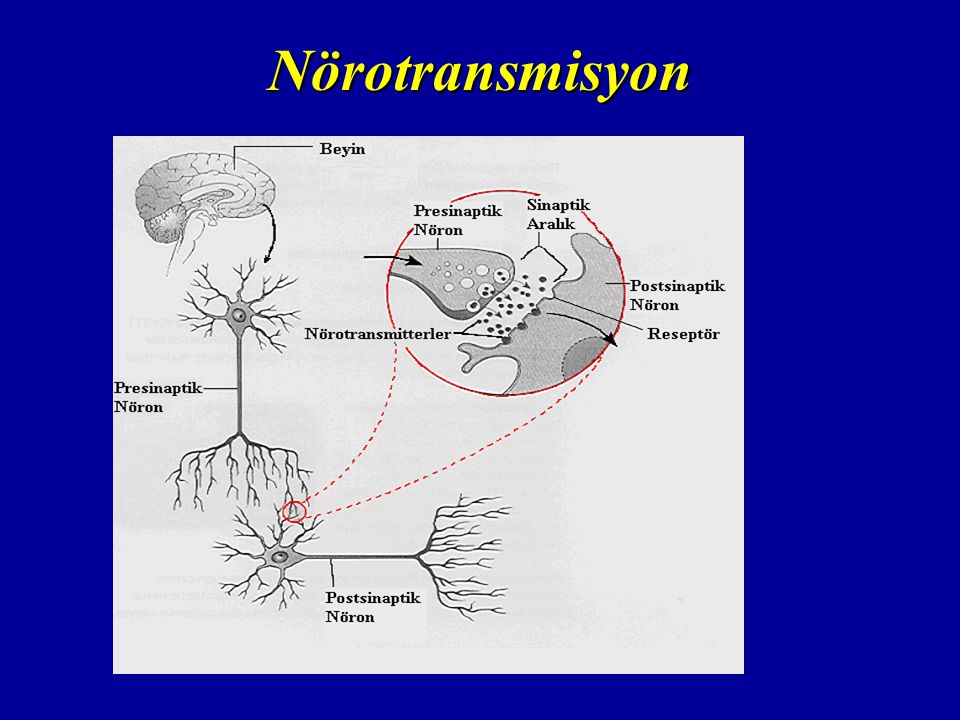 Nörotransmisyon