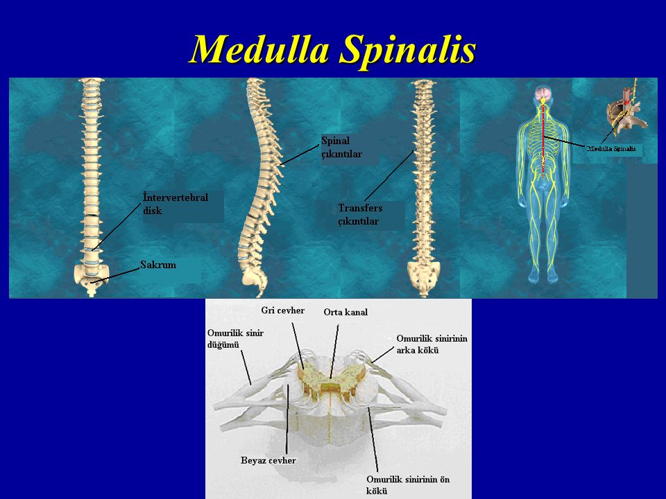 Medulla Spinalis