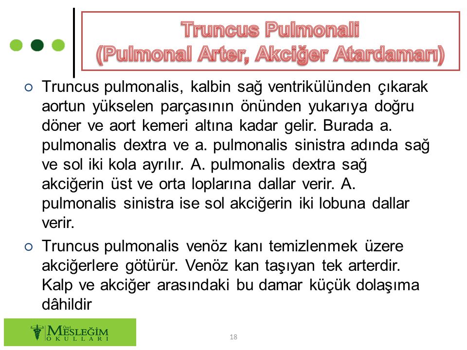 Truncus Pulmonali (Pulmonal Arter, Akciğer Atardamarı)