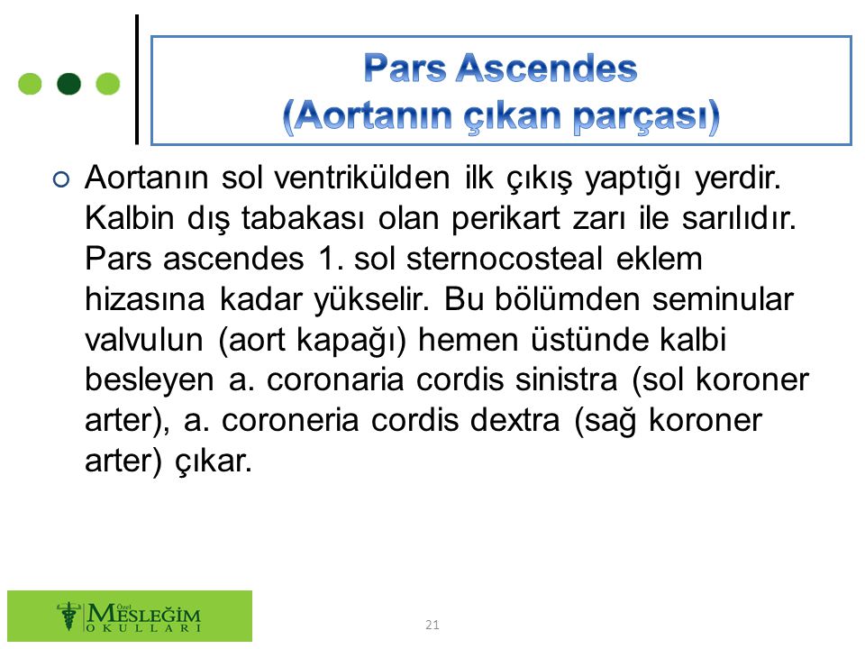 Pars Ascendes (Aortanın çıkan parçası)