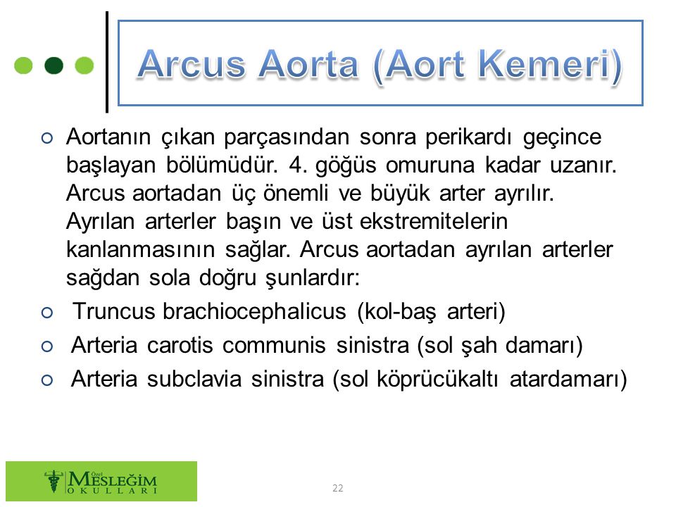 Arcus Aorta (Aort Kemeri)