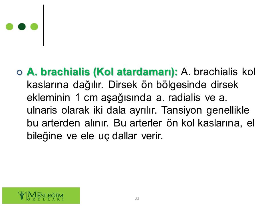 A. brachialis (Kol atardamarı): A. brachialis kol kaslarına dağılır