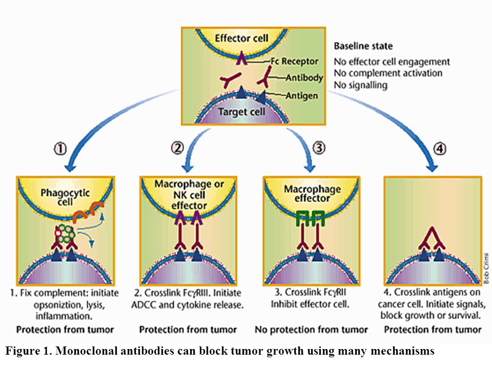 Figure 1. Monoclonal antibodies can block tumor growth using many mechanisms