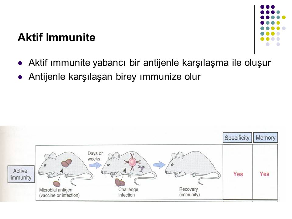 Aktif Immunite Aktif ımmunite yabancı bir antijenle karşılaşma ile oluşur.