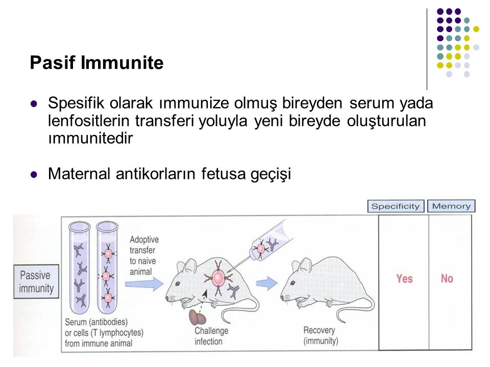 Pasif Immunite Spesifik olarak ımmunize olmuş bireyden serum yada lenfositlerin transferi yoluyla yeni bireyde oluşturulan ımmunitedir.