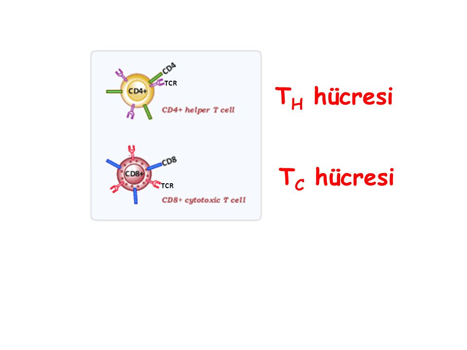 TCR TH hücresi TC hücresi TCR