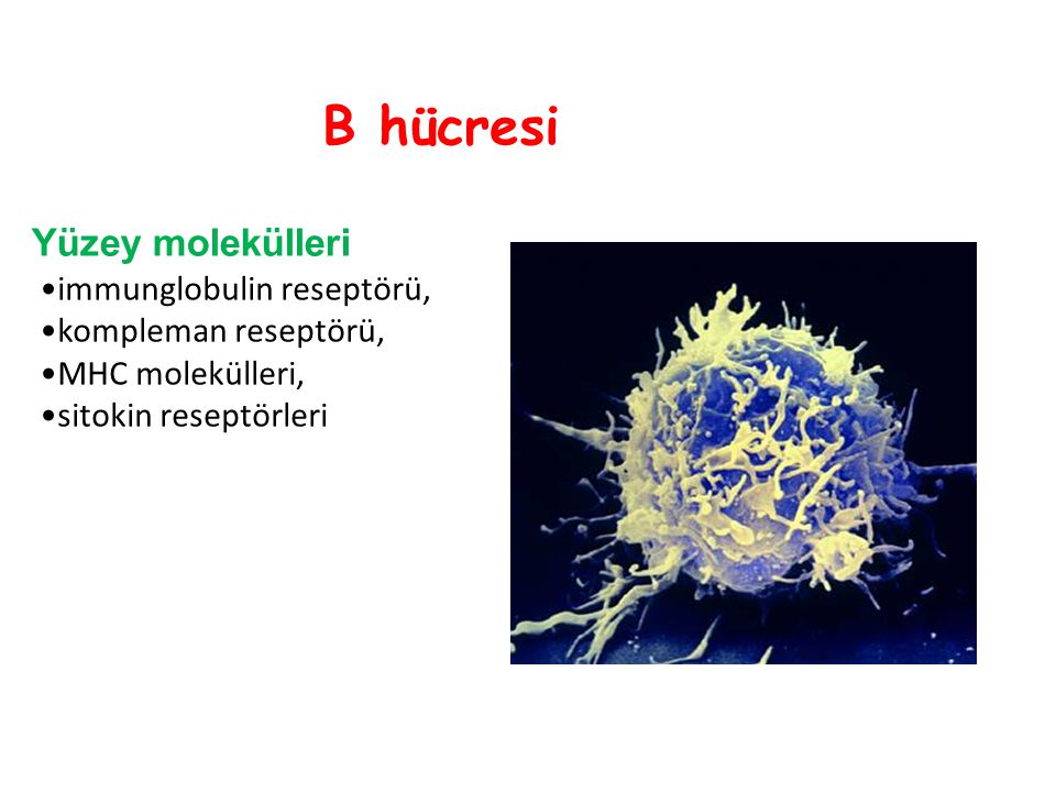 B hücresi Yüzey molekülleri immunglobulin reseptörü,