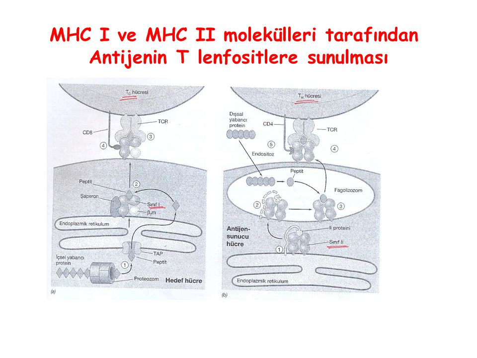 MHC I ve MHC II molekülleri tarafından