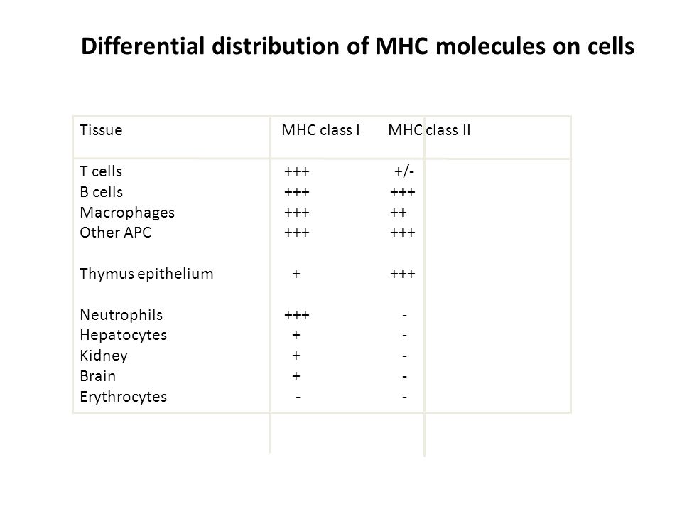 Differential distribution of MHC molecules on cells