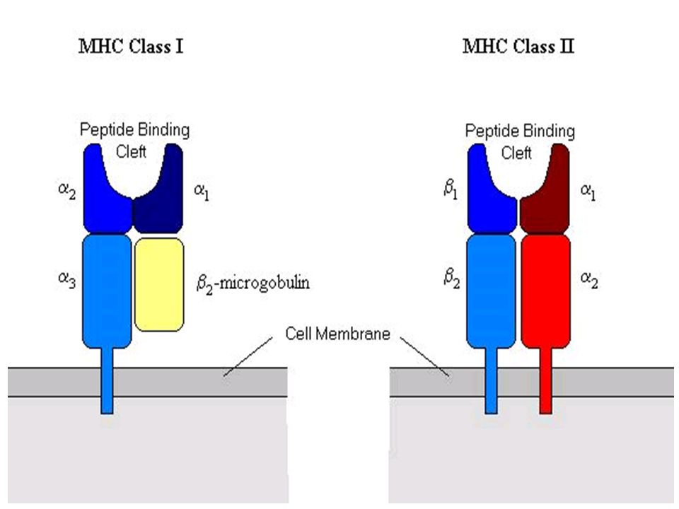 MHC class I and MHC class II molecules