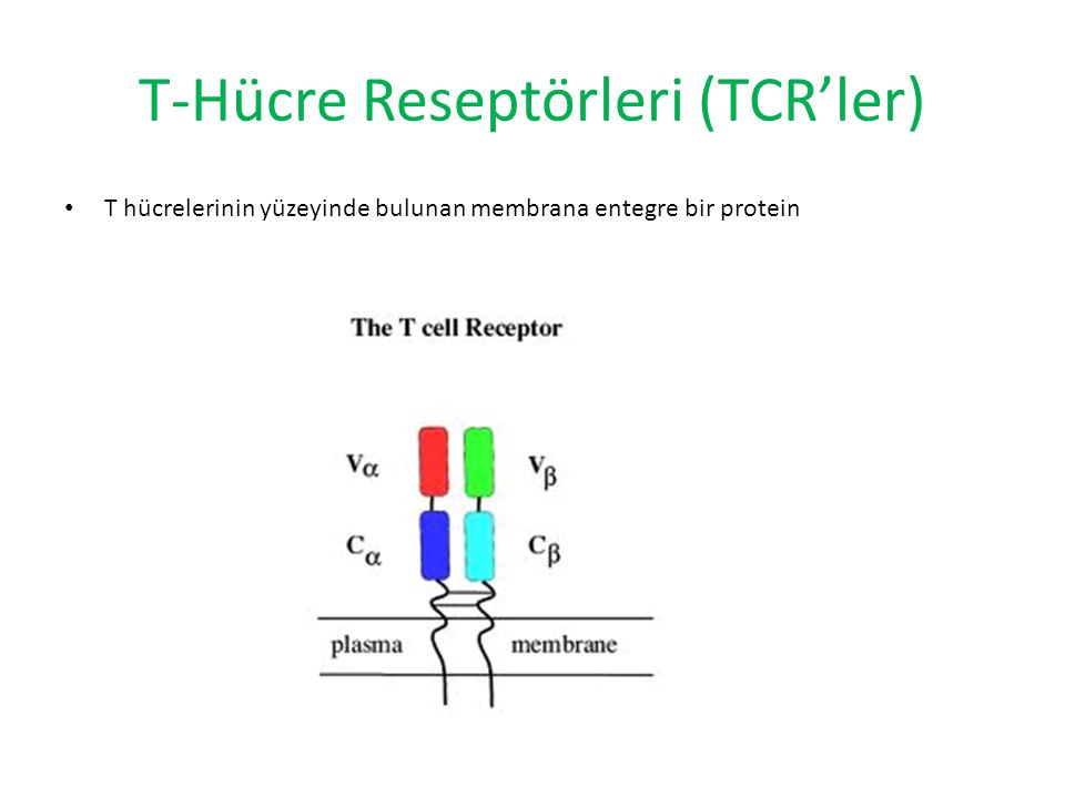 T-Hücre Reseptörleri (TCR’ler)