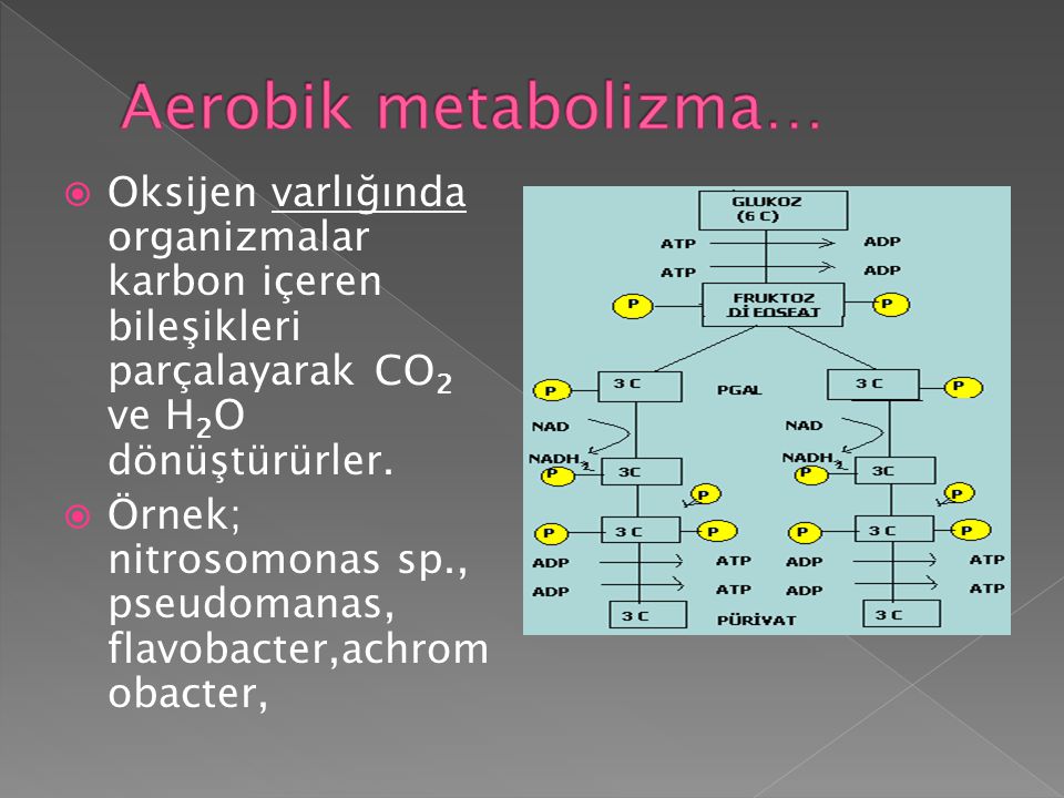 Aerobik metabolizma… Oksijen varlığında organizmalar karbon içeren bileşikleri parçalayarak CO2 ve H2O dönüştürürler.