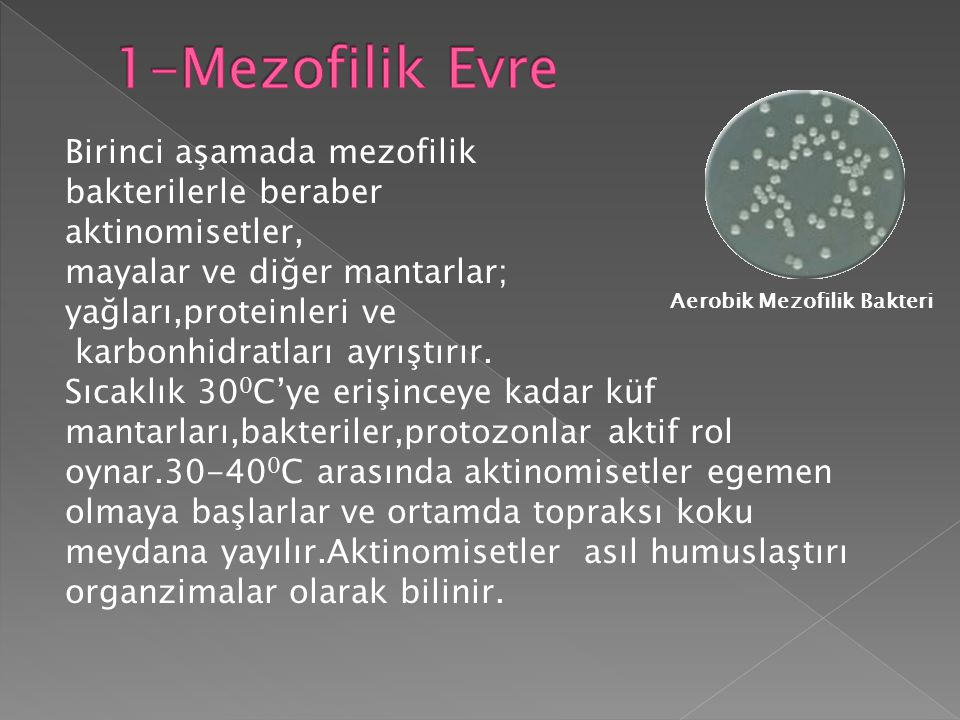 1-Mezofilik Evre Birinci aşamada mezofilik bakterilerle beraber
