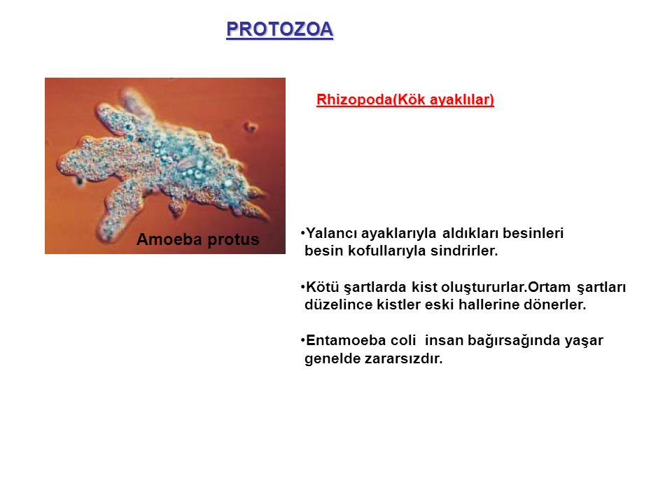 PROTOZOA Amoeba protus Rhizopoda(Kök ayaklılar)