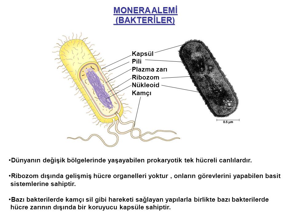 MONERA ALEMİ (BAKTERİLER) Kapsül Pili Plazma zarı Ribozom Nükleoid