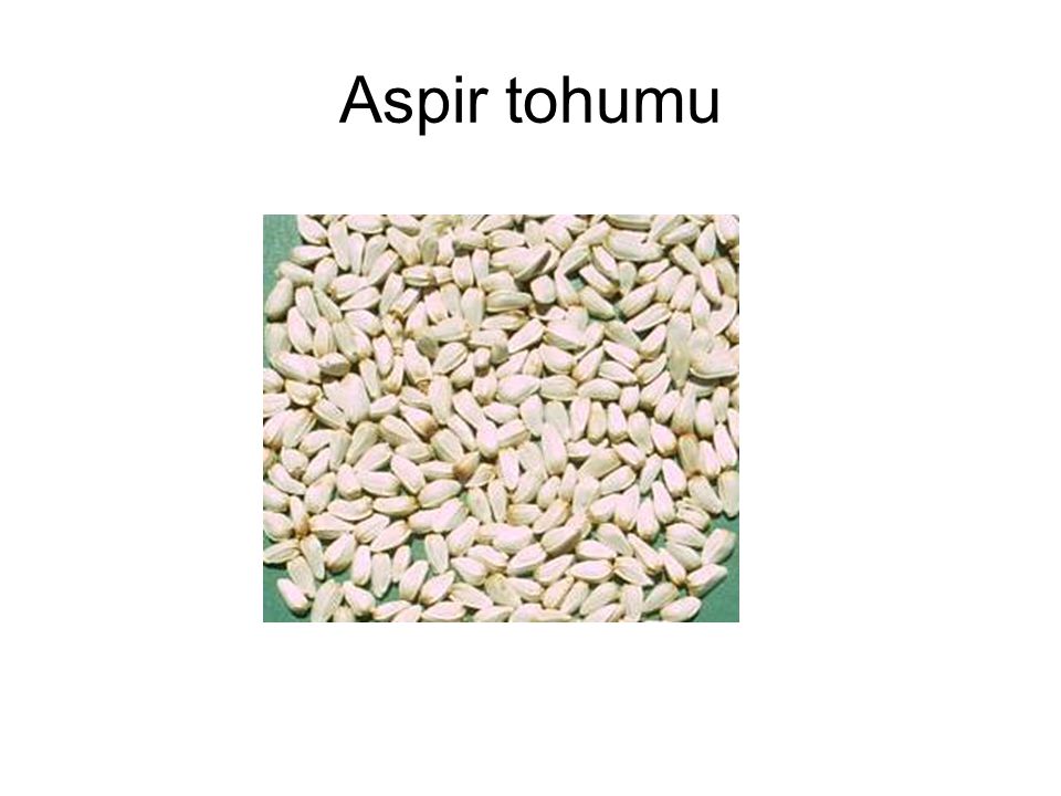 Aspir tohumu