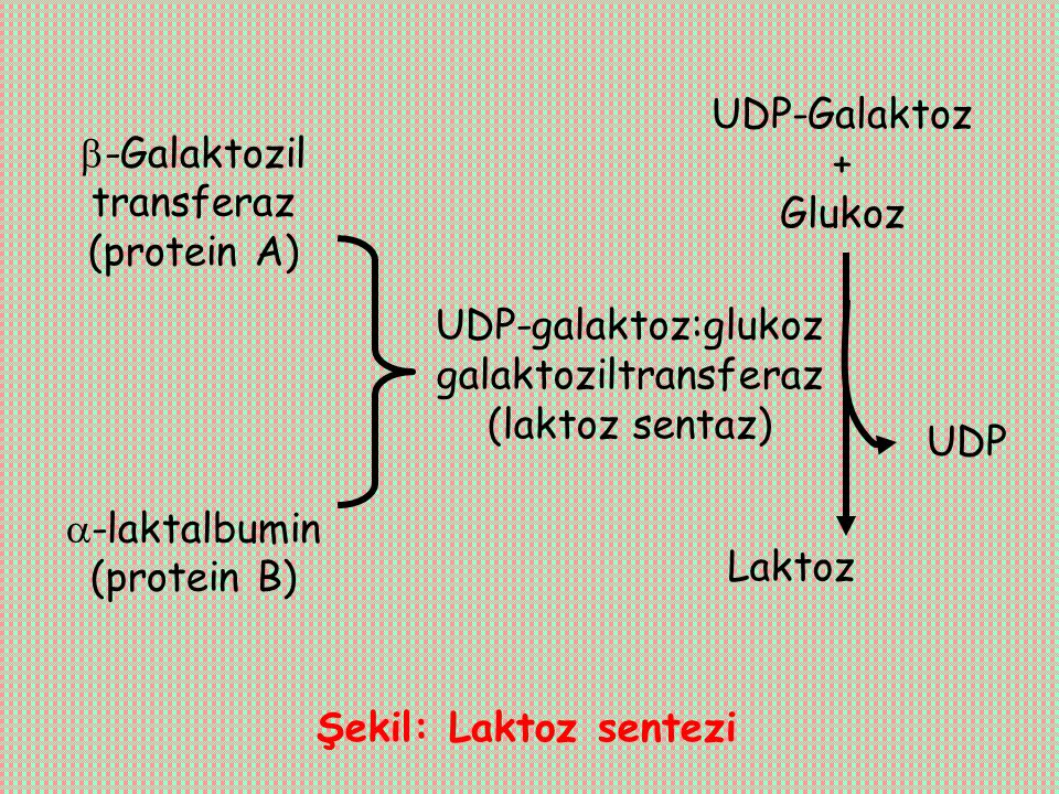 -Galaktozil transferaz (protein A)