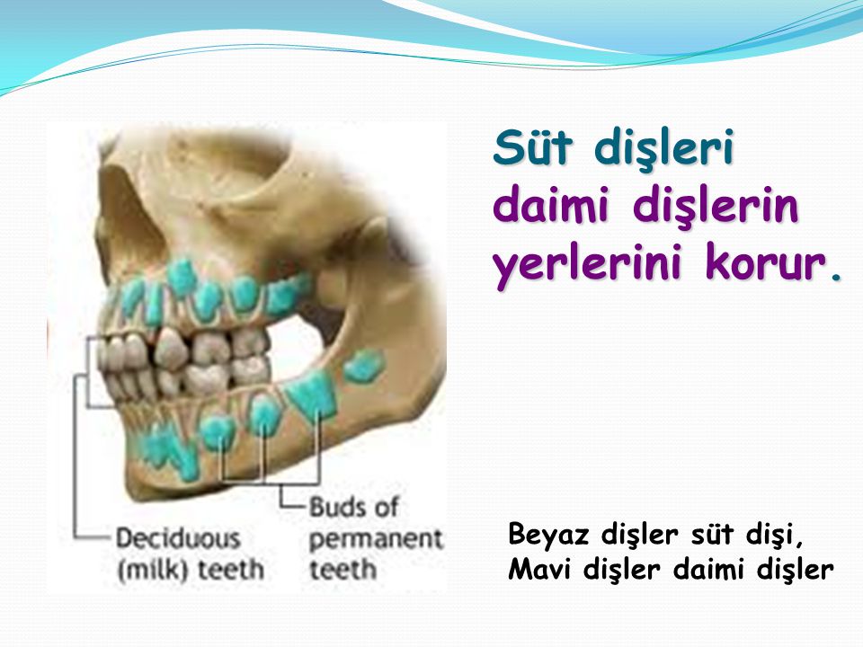 Süt dişleri daimi dişlerin yerlerini korur.