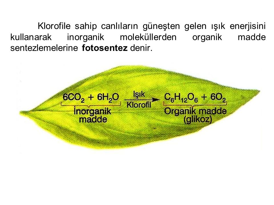 Klorofile sahip canlıların güneşten gelen ışık enerjisini kullanarak inorganik moleküllerden organik madde sentezlemelerine fotosentez denir.